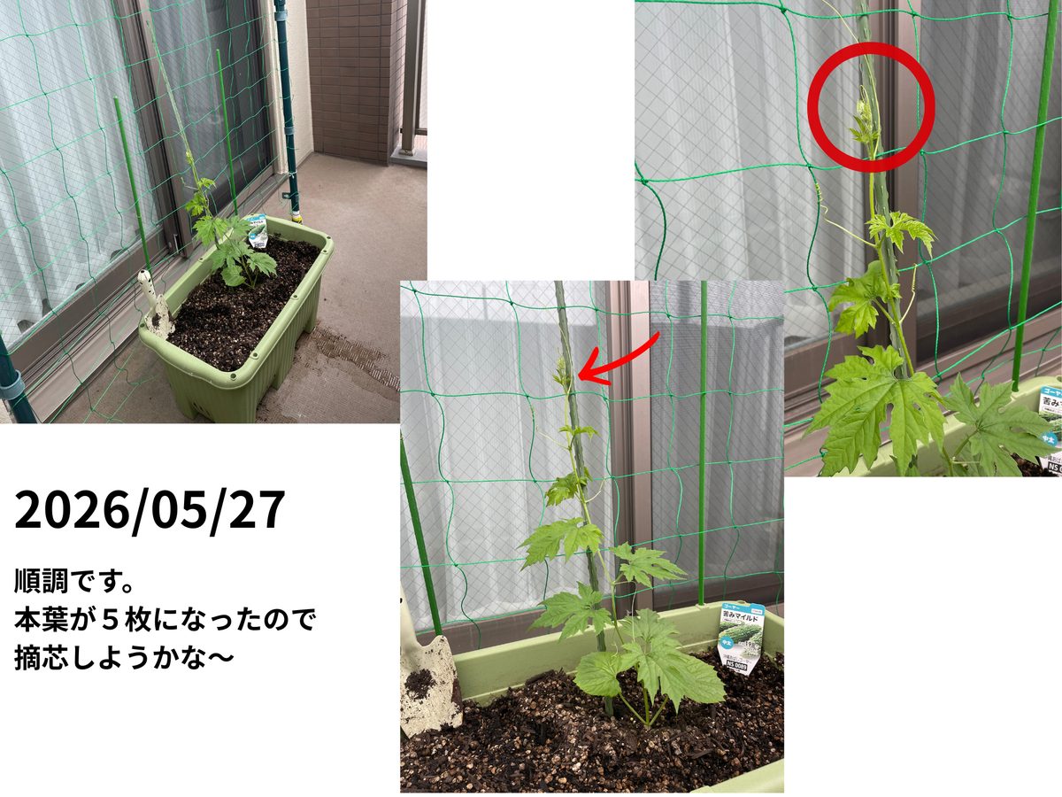 ゴーヤ成長記 5月27日 本葉が5枚になり摘芯どき
