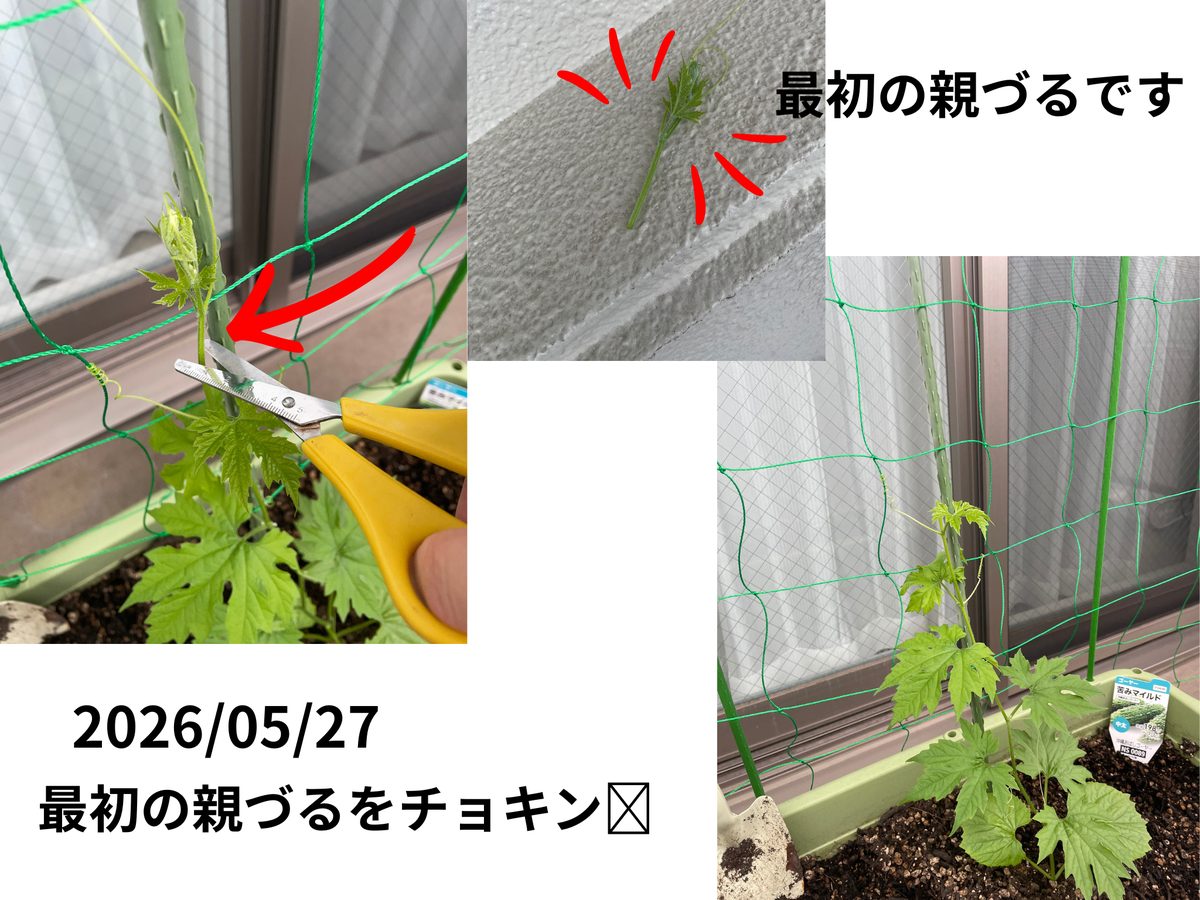 ゴーヤの摘芯 最初の親づるをハサミでチョキン