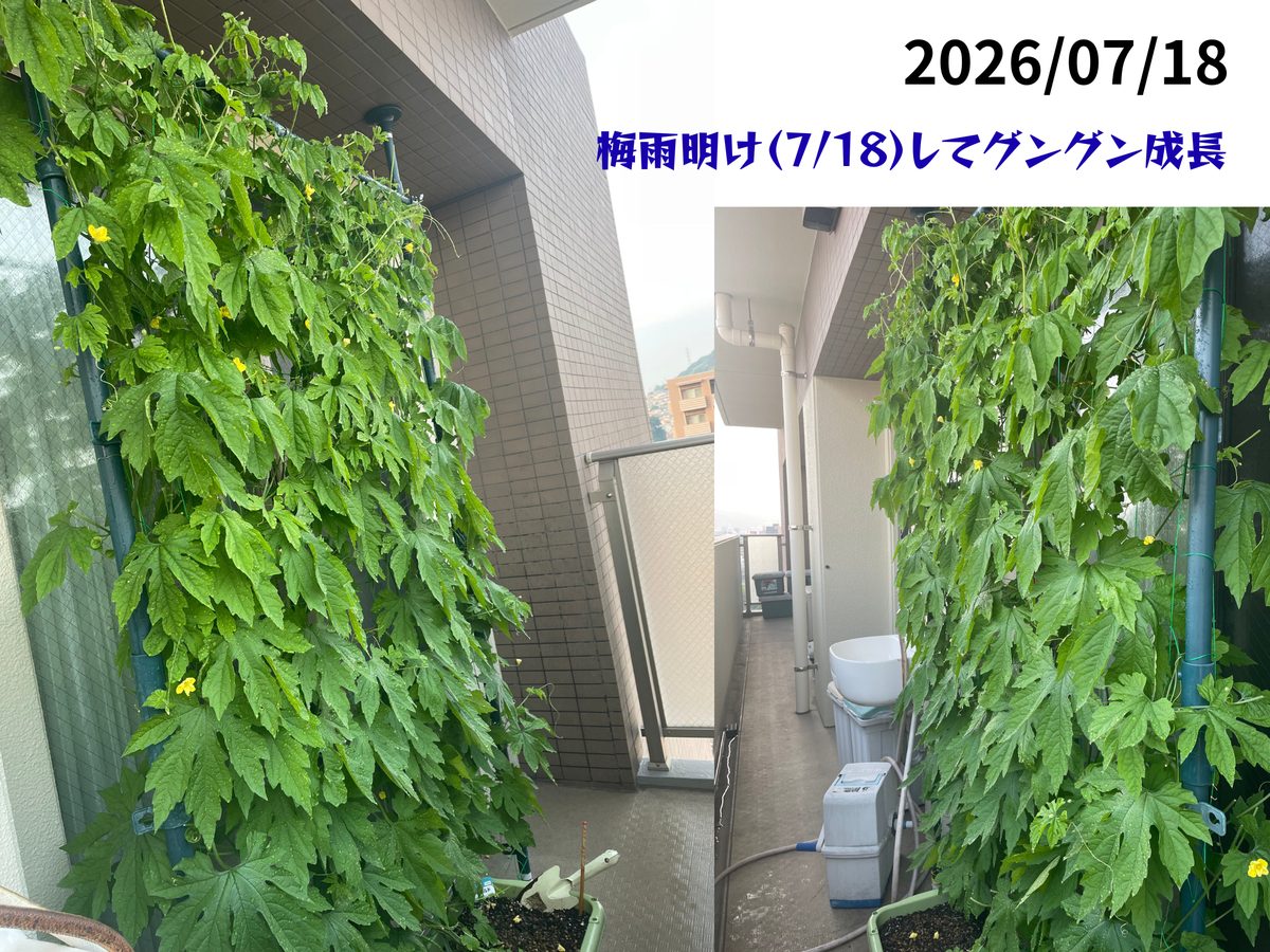 ゴーヤ成長記 7月18日 梅雨明けしてグングン成長 緑のカーテンに