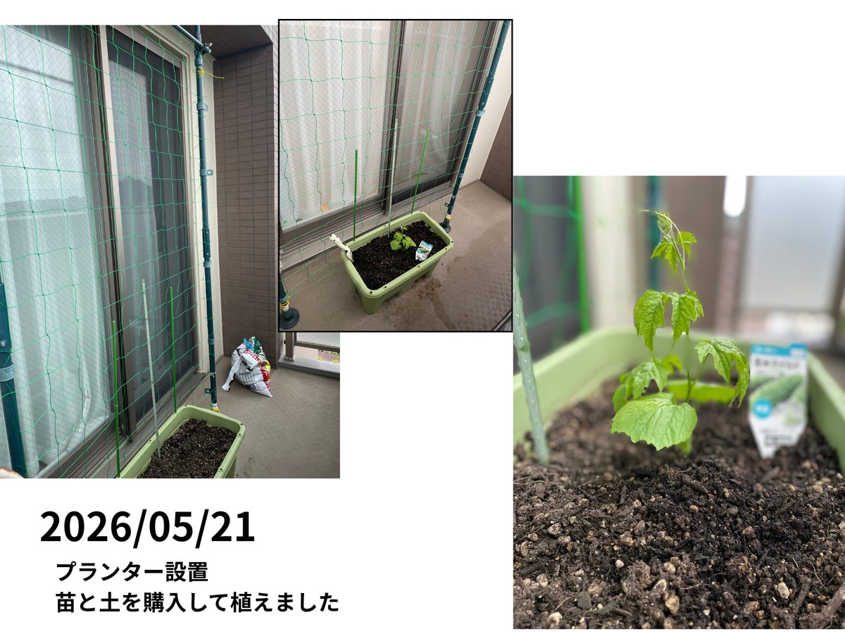 ゴーヤ成長記 5月21日 プランター設置と苗の植え付け